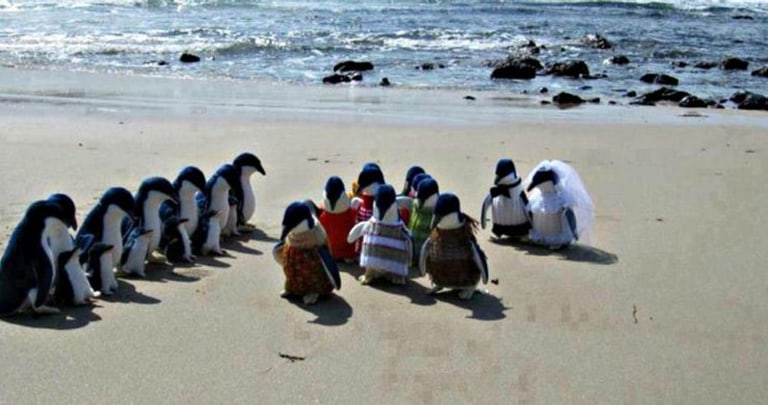 Penguins wedding