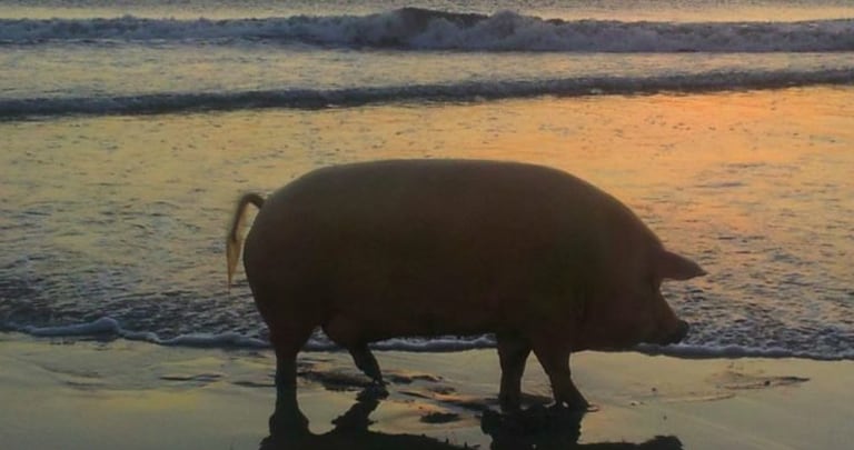 A pig on the beach