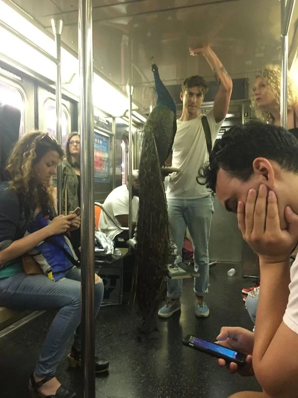 Why waste time in the zoo when you can take the subway instead? 